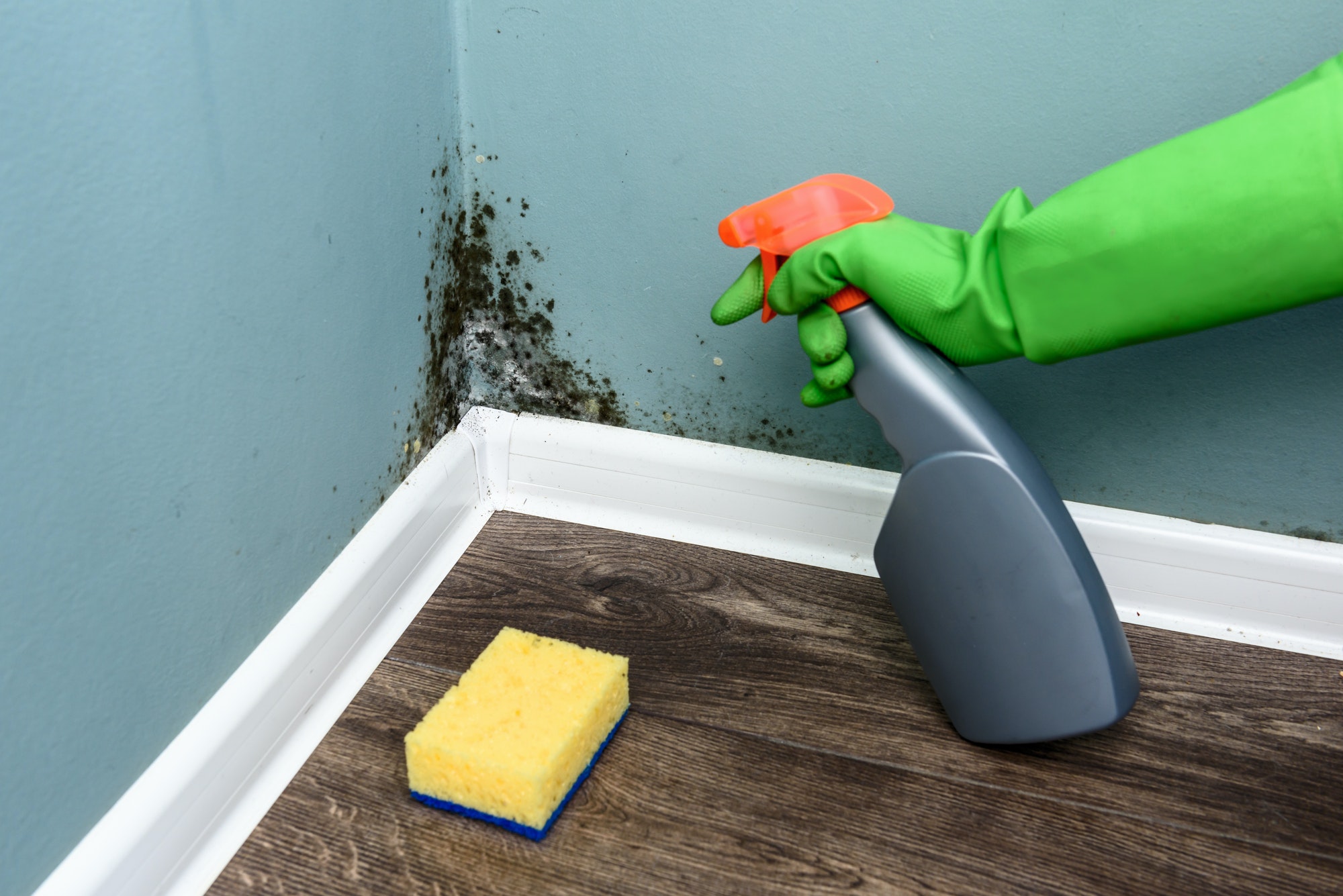 Spray bottle and sponge near black mould wall in Sydney