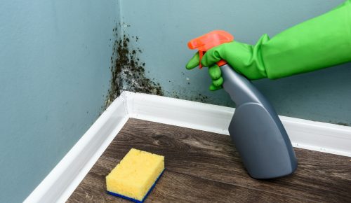 Spray bottle and sponge near black mould wall in Sydney